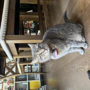 Lost Cat Stella