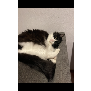 Lost Cat Salad