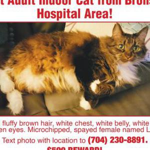 Lost Cat Lexi