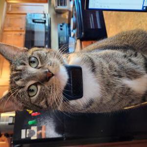 Lost Cat Niko