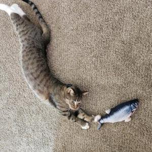 2nd Image of Niko, Lost Cat