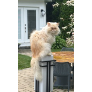 Lost Cat Mac