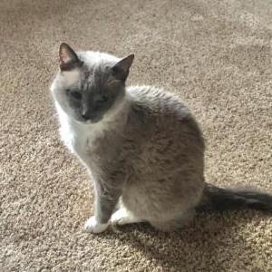 Lost Cat Mama