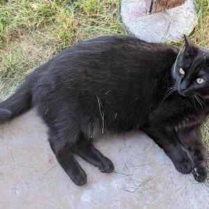 2nd Image of Darby, Lost Cat