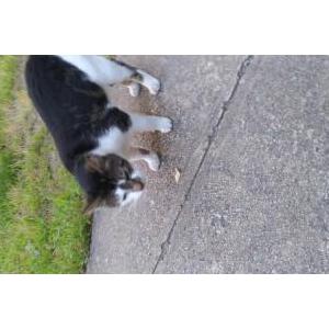 Found Cat Unknown