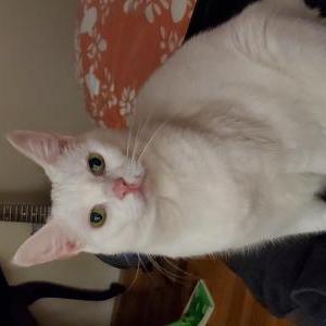 Image of Barbara, Lost Cat