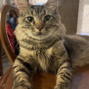 Lost Cat Iman