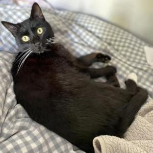Lost Cat Romeo