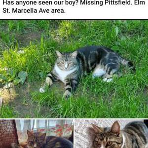 Lost Cat Maximus