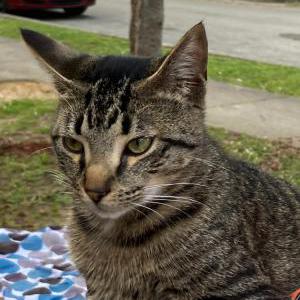 Lost Cat King