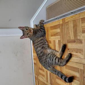 Found Cat Unknown
