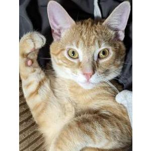 Lost Cat Amigo