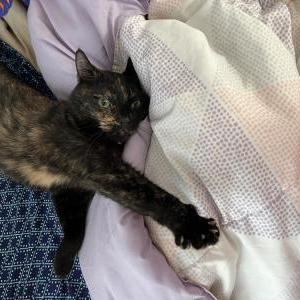 Lost Cat Zip