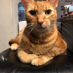 Lost Cat George