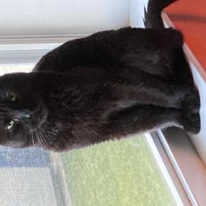Lost Cat Casper