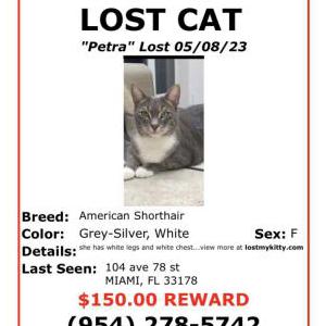 Lost Cat Petra