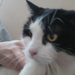 Lost Cat Simon