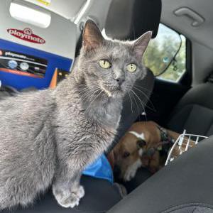 Image of Molly, Lost Cat