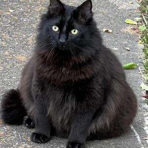 Lost Cat Nash