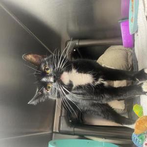 Found Cat Unknown
