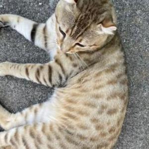 Image of Unknown, Found Cat