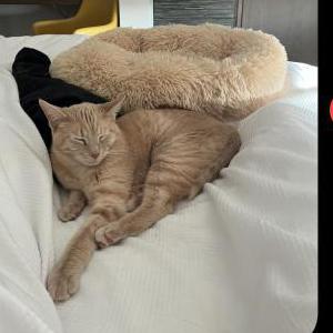 Lost Cat Habibi/Cider