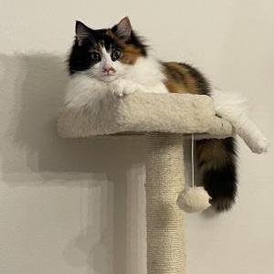 Lost Cat Sushi