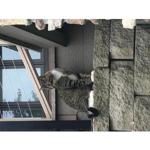 Lost Cat Drogon