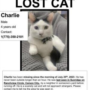 Lost Cat Charlie