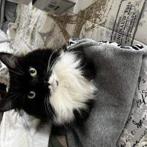 Lost Cat Bella