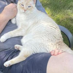 Lost Cat Jasper