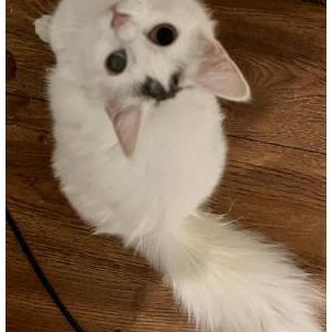 Lost Cat Pim