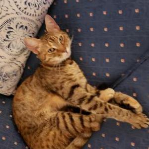 Lost Cat Luna