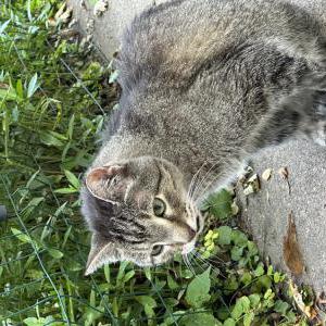 Found Cat Unknown