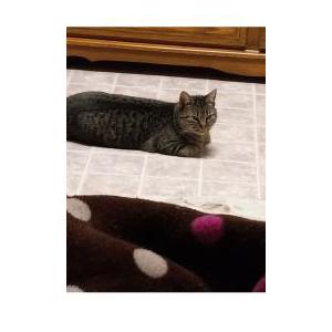 Lost Cat Picanté