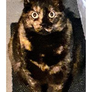 Image of Kali, Lost Cat