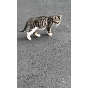 Lost Cat Unknown