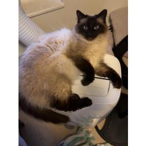 Lost Cat Tony