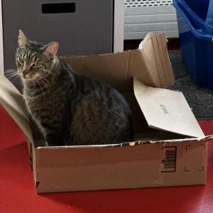 Lost Cat Leo