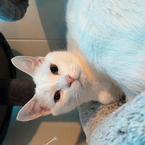 Lost Cat Walter