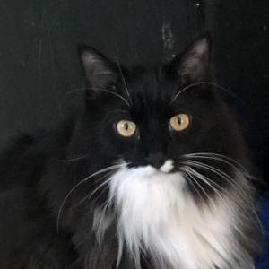 Lost Cat Peluche