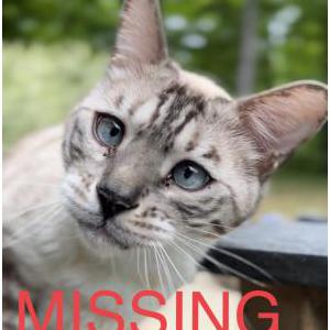 Lost Cat Lyric