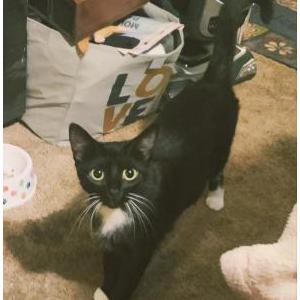 Lost Cat Baby