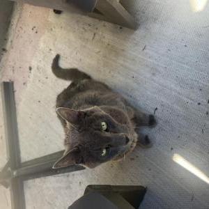 Found Cat Unknown