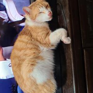 Lost Cat Mr. Timmy Whiskers