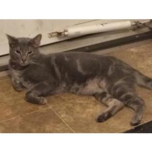 Image of Christian, Lost Cat