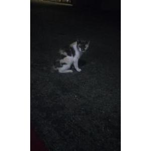 Image of We named her Queenie , Found Cat