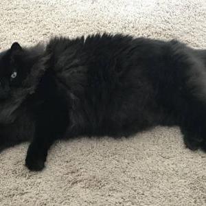 Lost Cat Max
