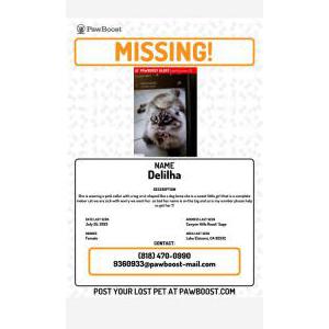 Lost Cat Delihla