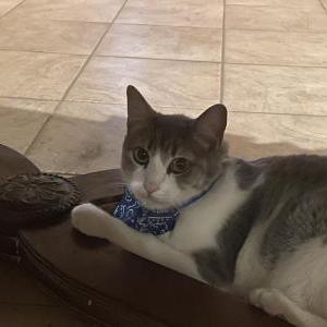 Lost Cat Tucker